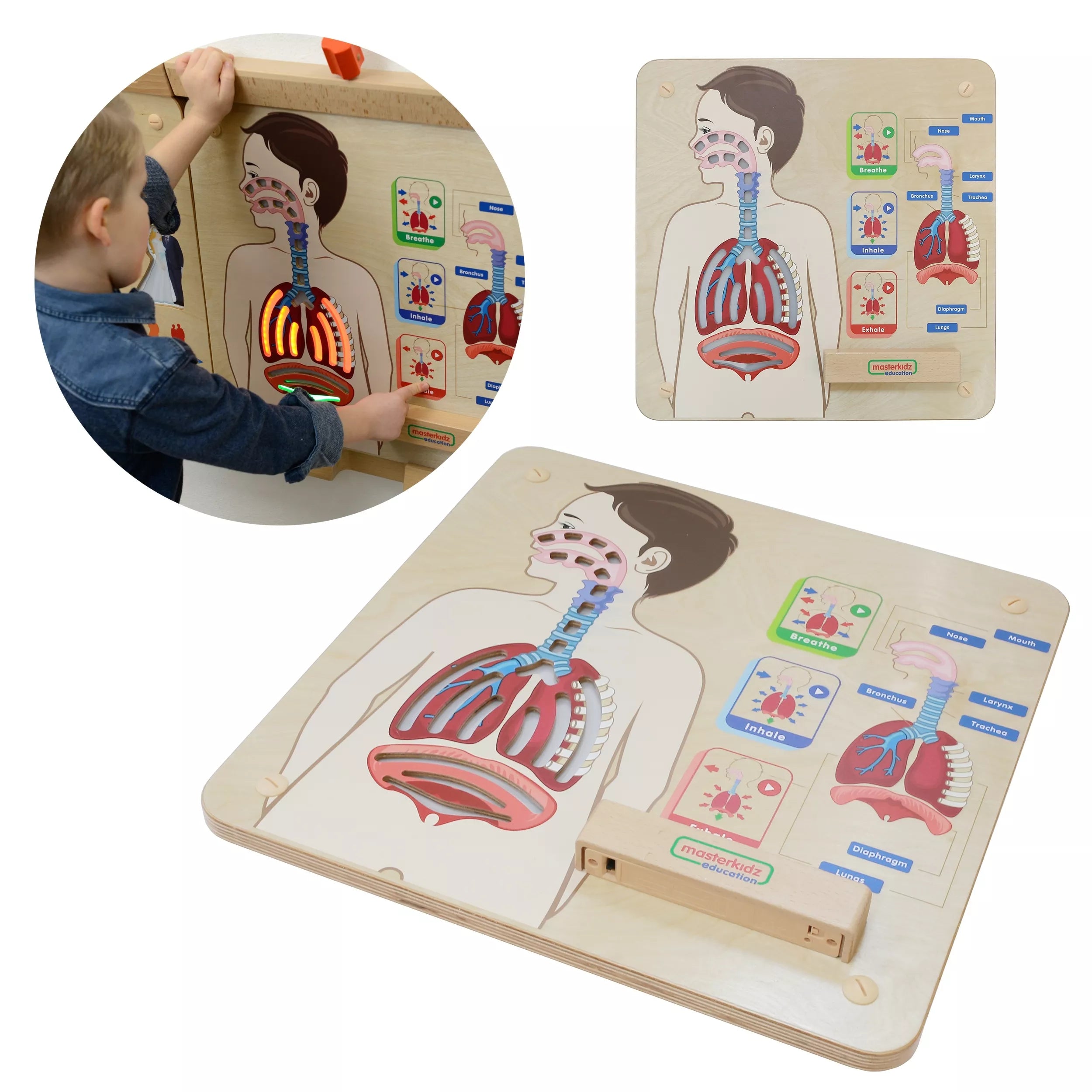 Montessori kvėpavimo sistemos edukacinė lenta